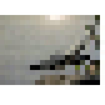 "Чайки хохотуньи"