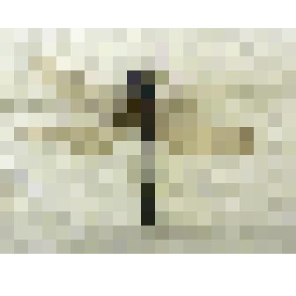 Препарат энтомологический. Коромысло большое