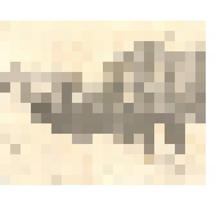 Фотография: праздничная колонна учащихся Алтайского элеваторного техникума на демонстрации 7 ноября 1958 года в г.Камень-на-Оби