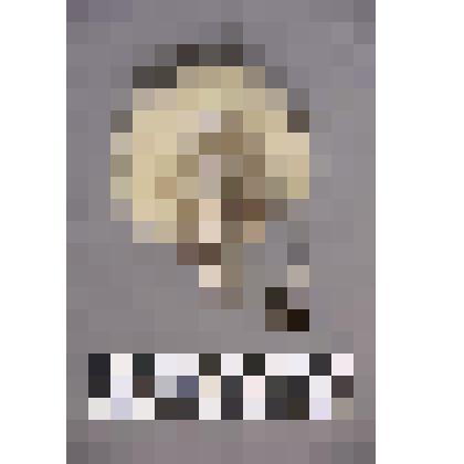 чеканка. Талисман на металлической пластине в виде лица человека. Волосы из меха. На обратной стороне подложка из кожи. К пластине зацеплена металлическая цепочка