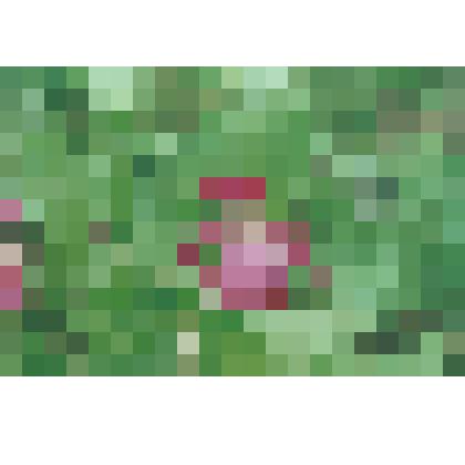 Фотография  цветная. Башмачок  крупноцветковый