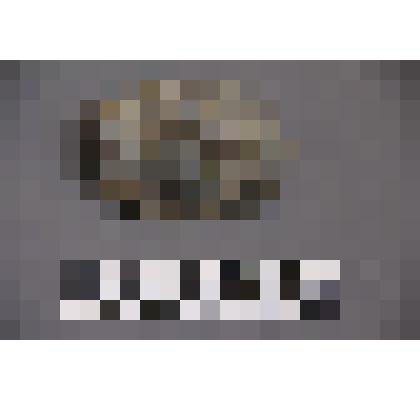 коллекция В.Ф. Лагодича. Талисман каменный выполненный в виде головы человека. В центре вырезано лицо в обрамлении копны пышных волос. Камень серо коричневого цвета