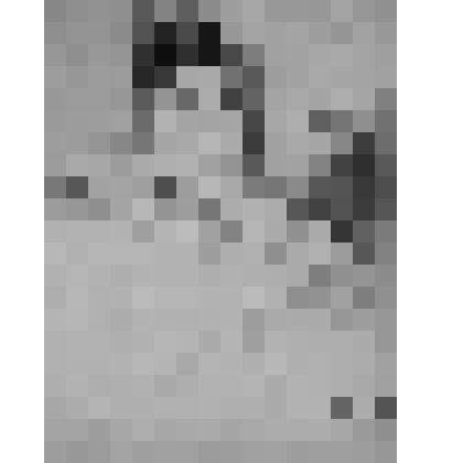 Женщина с попугаем