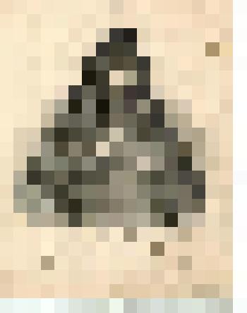 Преосвященный Афанасий, архиепископ Холмогорский и Важский