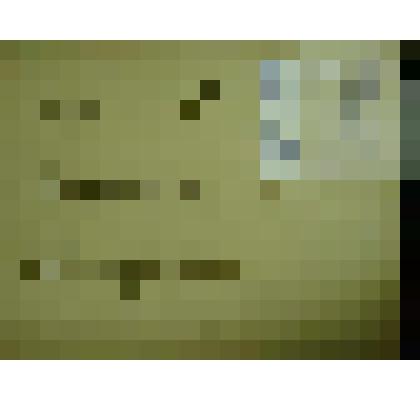 Гербарий. Мелкоцветник прямой, гербария М.И.Губельмана