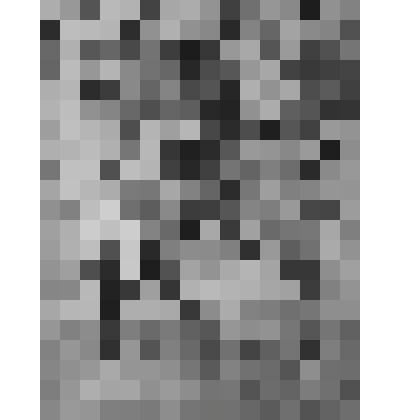 Саженцы.  Из серии «Молодые»