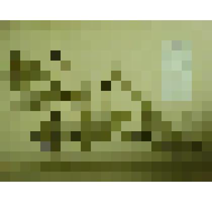 Гербарий. Чина лесная. Из гербария "Флора Ингрика"