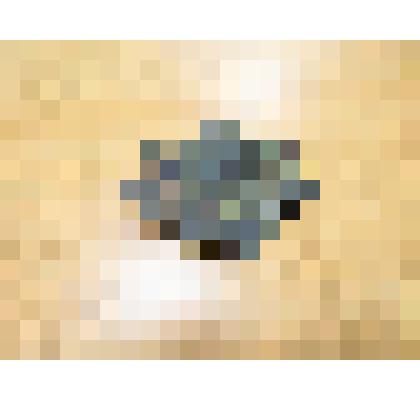 Конгломерант