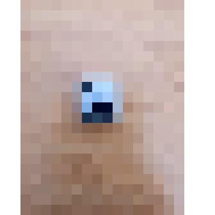 Значок с изображением В.И.Ленина