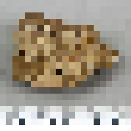 Заготовка рубящего орудия