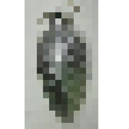 Елочное украшение, шишка с напылением