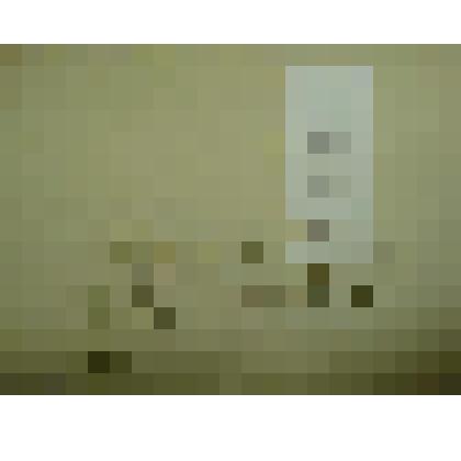 Гербарий. Ясколка пятитычинковая. Из гербария "Флора Ингрика"