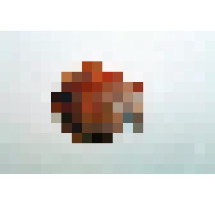 Раковина моллюска. Гребешок