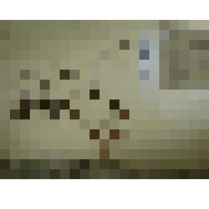 Гербарий. Спирея средняя, гербария М.И.Губельмана