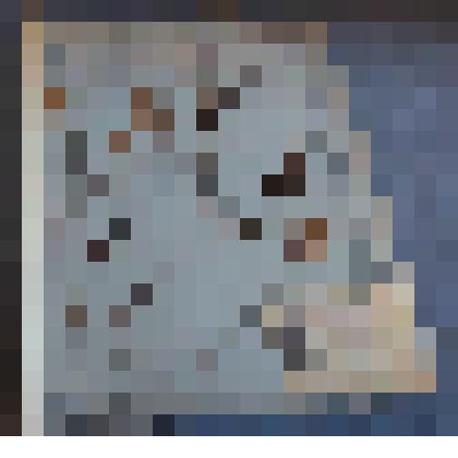 Ботаническая коллекция. Береза бородавчатая, на гербарном листе, Красноярский край,Минусинский район,окрестности с. Знаменки. Betulaceae Betula Verucosa