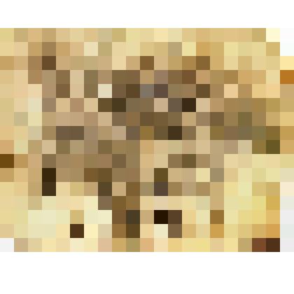 Фото/чб. Гвардии лейтенант Лопатников В.П. (сидит слева) с боевыми товарищами (60-й гв. стрелковый полк 20-й гв. стрелковой дивизии 26-го корпуса 46 Армии 3 Укр. фронт). Молдавская ССР, лето 1944