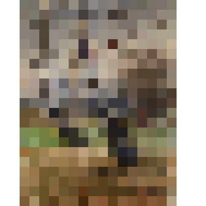 Этюд "Березы"