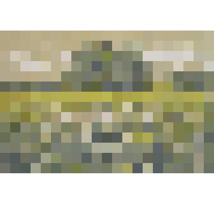 Поле с ромашками