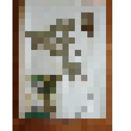 Гербарий. Дуб пробковый