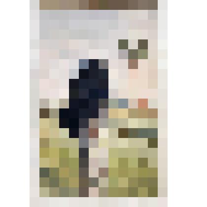 Холм. Ворон