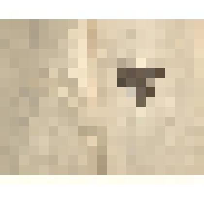 Растения Енисейского округа  Енисейской губернии