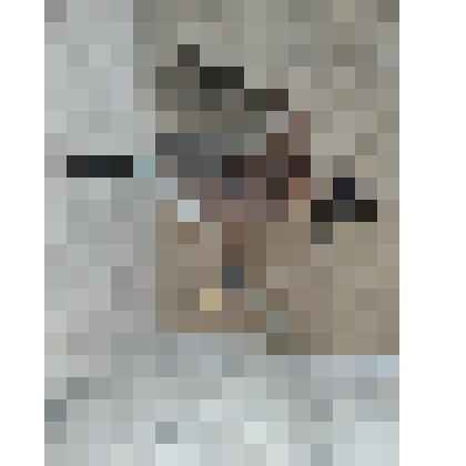 Чучело сойки