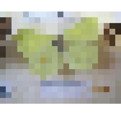 Лимонница обыкновенная. Бабочка. Из коллекции