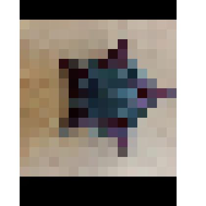 Орден Красной Звезды № 300 7297 Калешня Д.А