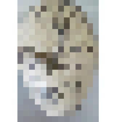 Чайка-хохотунья. Чайковые. Из коллекции птичьих яиц