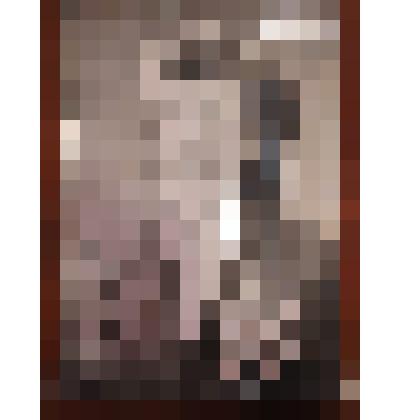 Фотография. Скакун Е.В. - делегат 24 съезда КПСС, кавалер орденов Ленина, Трудового Красного Знамени табаководства