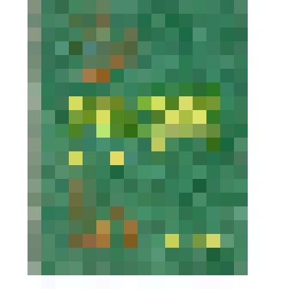 Свидетельство Кобец Федора Сергеевича-участника Всесоюзной выставки достижений  народного хозяйства  СССР 1963 год