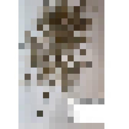 Гербарий
Кедр сибирский