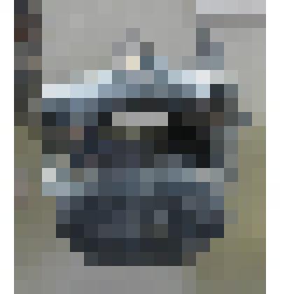 Позвонок Mammalia