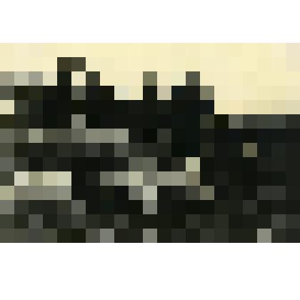 Фотография. Свиноводческий колхоз