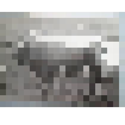 Фотография.  "Дора". Принадлежала к-зу им. "М. Горького"