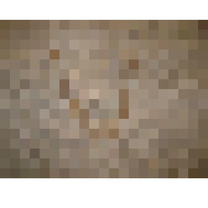 Череп неизвестного животного