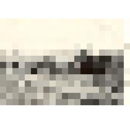 Фотография: сев зерновых в Плотниковском совхозе Каменского района Алтайского края