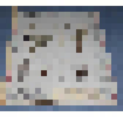 Ботаническая коллекция. Герань белоцветная, на гербарном листе, с.Григорьевка, Ермаковский район, гора Сохатик. Geraniaceae Geranium albiflorum Zedb Г