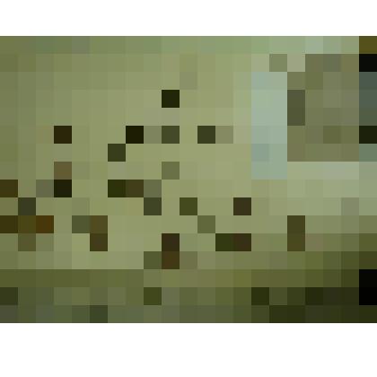 Гербарий. Спирея средняя, гербария М.И.Губельмана