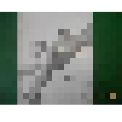 Фотография. Белка на дереве