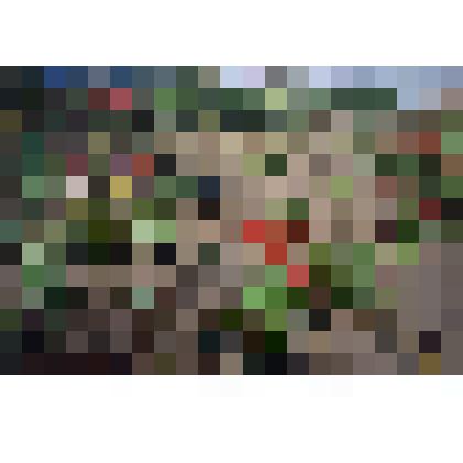 Цветное фото.Первые цветы.  Жиздринского цветовода Божко Н. П