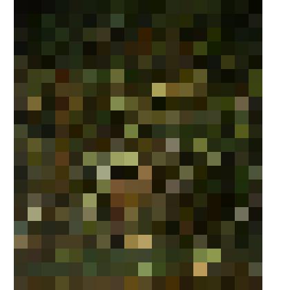 В сосновом лесу