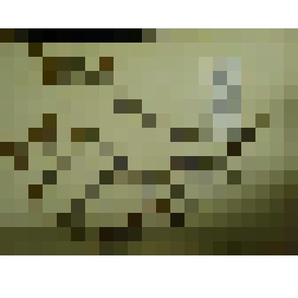 Гербарий. Клевер полевой. Из гербария "Флора Ингрика"