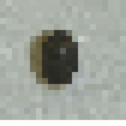 Препарат энтомологический. Гладыш сизый