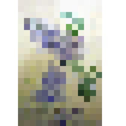 Картина. Ветка сирени