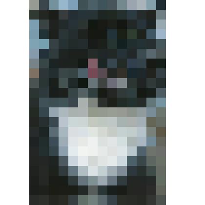 Фотография. Кот