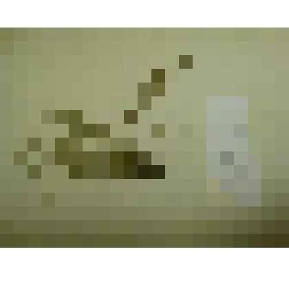 Гербарий. Звездчатка толстолистная. Из гербария "Флора Ингрика"