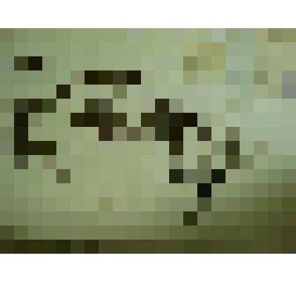 Гербарий. Сабельник болотный, гербария М.И.Губельмана