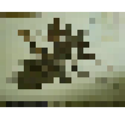 Гербарий. Малина сахалинская, гербария М.И.Губельмана