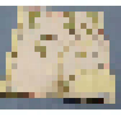 Ботаническая коллекция. Клевер люпиновый, семейство бобовые, на гербарном листе, остров реки Тубы. Leguminosae   P. Frilium  B.  lupinaster